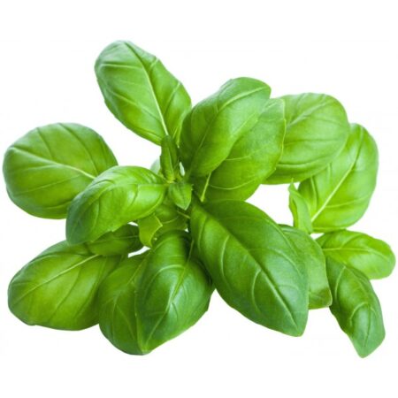 Basilico