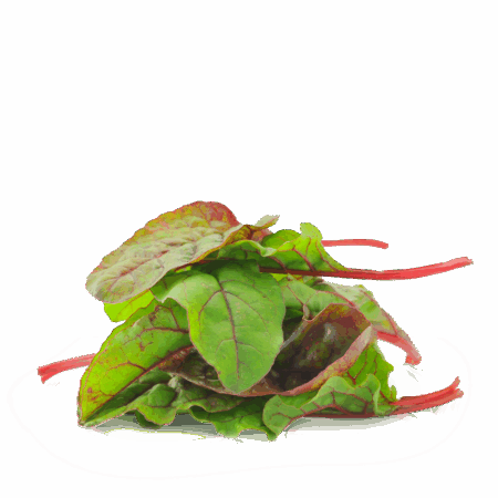 Red Chard