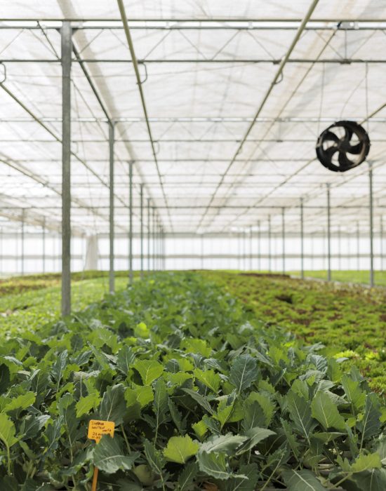 Ripening fresh leafy greens sustainable crop cultivation. Certified naturally sprouted up locally harvested healthy food grown as organic nutrient vegan source in rural horticulture greenhouse